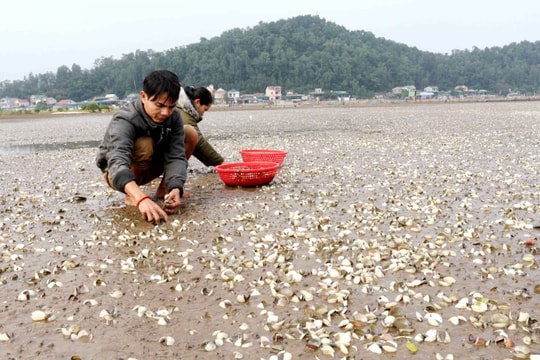 Xót xa nhìn ngao chết trắng bãi ở Nghệ An