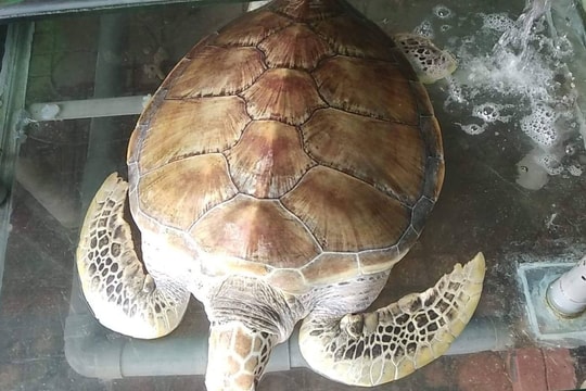 Mua được rùa nặng 3 yến, chủ nhà hàng chăm nuôi để thả về biển