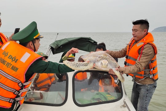 Nghệ An thả rùa vàng quý hiếm nặng 30 kg về biển
