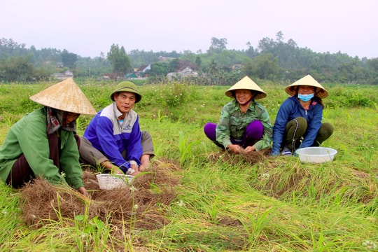 Nghệ An: Hành tăm được mùa lớn nhờ lá 'quý như vàng'