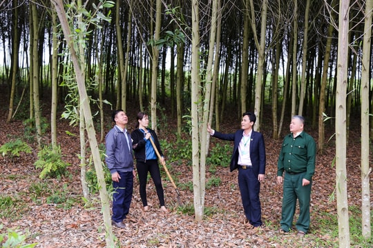 Ngân hàng CSXH Nghệ An: Tín hiệu tích cực từ nâng hạn mức cho vay 