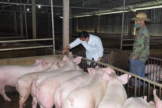 Nghệ An: Nông hộ vẫn 'treo' chuồng nhưng hơn 360 trang trại lợn tái đàn mạnh