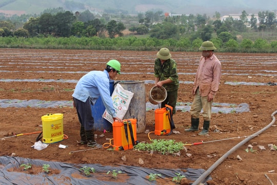 Nông dân Nghệ An thuê đất Thanh Hóa trồng dưa hấu thu nhập cao 
