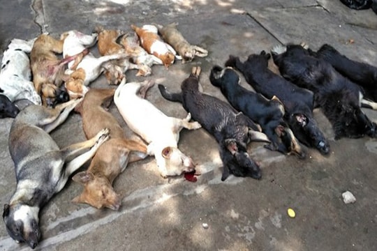 Hàng loạt chó, mèo của một xã ở Nghệ An chết bất thường, nghi 'trúng bả'