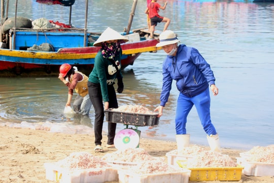 Ngư dân Nghệ An trúng mùa ruốc biển