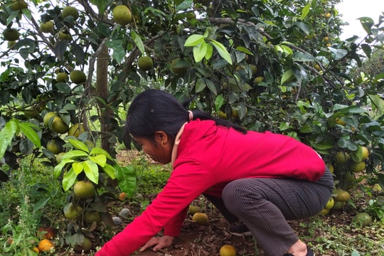 Nghệ An: Quýt 2.000 đ/kg vẫn không bán được, đành để rụng đầy vườn