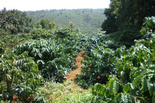 Bắt gã 'lừa trâu' từ Nghệ An vào Tây Nguyên trốn nã