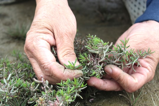 Mùa thu hái đặc sản rau nhót trên cánh đồng muối Nghệ An