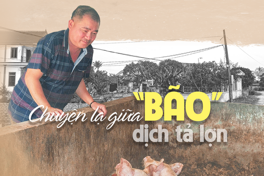 Chuyện lạ giữa ‘bão’ dịch tả lợn