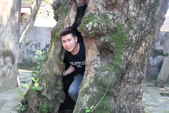 Độc đáo cây bàng rỗng ruột hàng trăm năm tuổi tại khu di tích ở Nghệ An