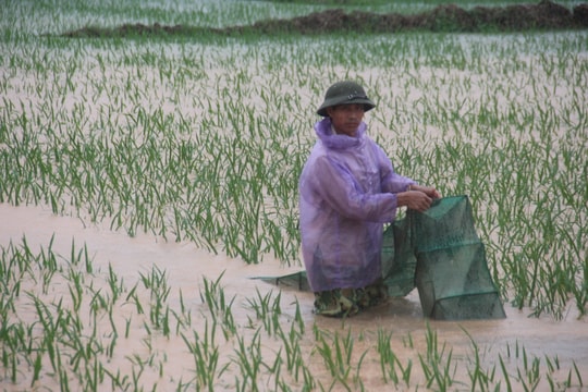 Mưa lớn gây ngập úng hơn 35 ha lúa ở thị xã Hoàng Mai