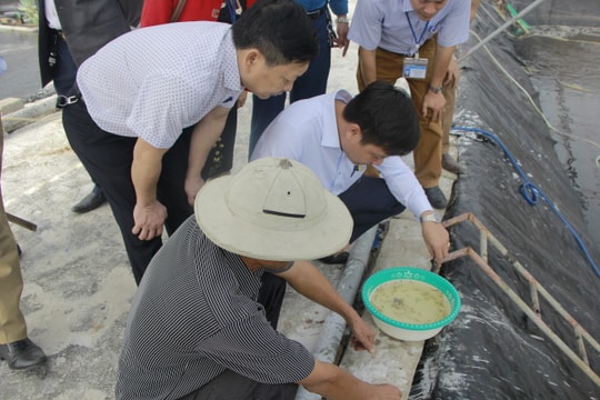 Nông dân Nghệ An bắt đầu xuống giống vụ nuôi tôm chính
