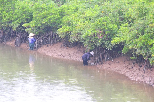 Nghệ An: Lội rừng ngập mặn 'đẽo' hàu kiếm tiền trăm mỗi ngày