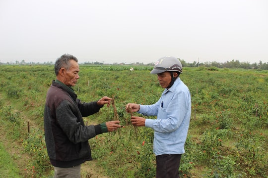 Hàng chục ha ớt cay ở Quỳnh Lưu bị héo và chết yểu