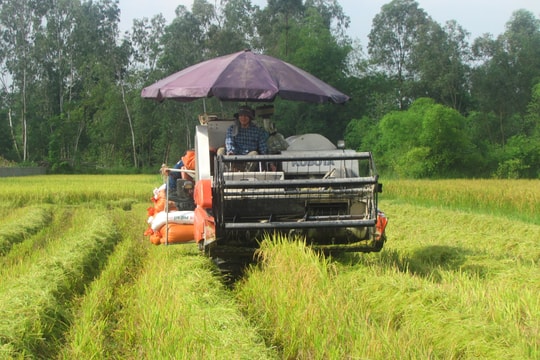 Nghệ An: Hỗ trợ phí bảo hiểm cho 8 huyện về cây lúa và 6 huyện về trâu, bò 