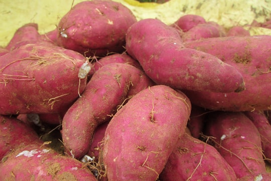 Nông dân Nghệ An thu 90 triệu đồng/ha từ khoai lang đỏ 