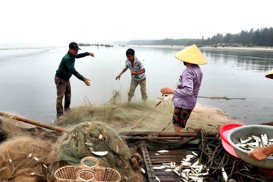 Ngư dân Nghệ An kéo lưới trúng mẻ cá rớp hiếm gặp