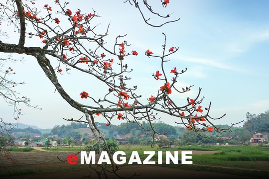 Hoa gạo vẽ lên trời sắc đỏ