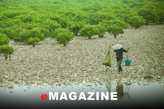 Bức tường xanh nơi chân sóng