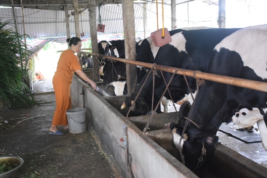 Nông dân Nghệ An trên đà giảm mạnh đàn bò sữa