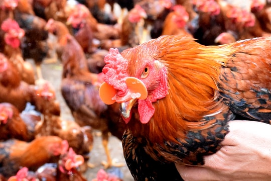 Lạ mắt với chiếc kính đeo cho gà ở Nghệ An 