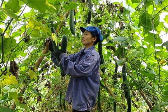 Nghệ An: Bí vào mùa thu hoạch, thương lái đến tận ruộng đặt mua