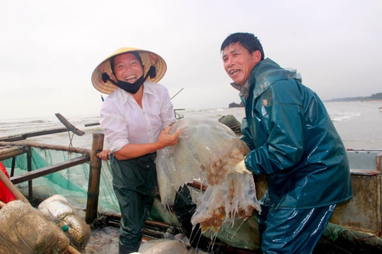 Sứa biển Nghệ An được mùa nhưng rớt giá vì dịch Covid-19