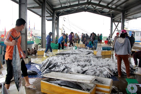 Đánh bắt trên Vịnh Bắc Bộ, ngư dân Nghệ An trúng đậm cá thu 