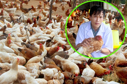 Độc đáo cách nuôi gà như chăm 'quý tộc' của ông chủ 9X xứ Nghệ