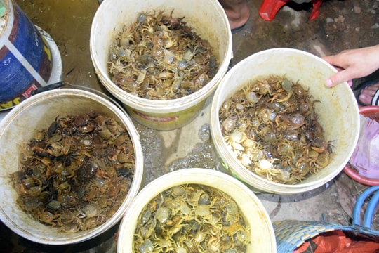 Nông dân Nghệ An 'săn' hàng tấn cua đồng bán ra Hà Nội mỗi đêm