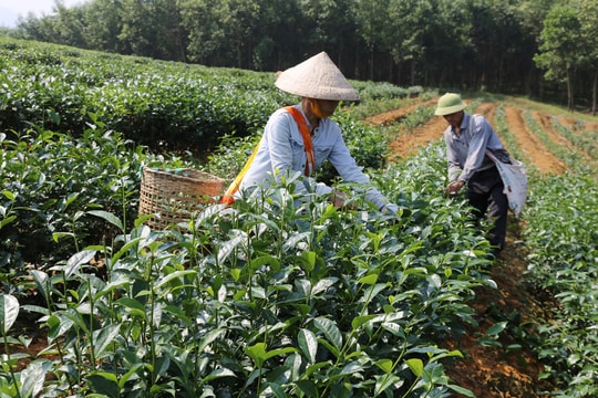 Tạo sinh kế bền vững cho hộ mới thoát nghèo ở Nghệ An