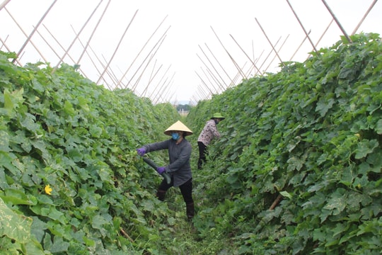 Ba vấn đề lớn cần lưu ý đối với người nông dân hiện nay