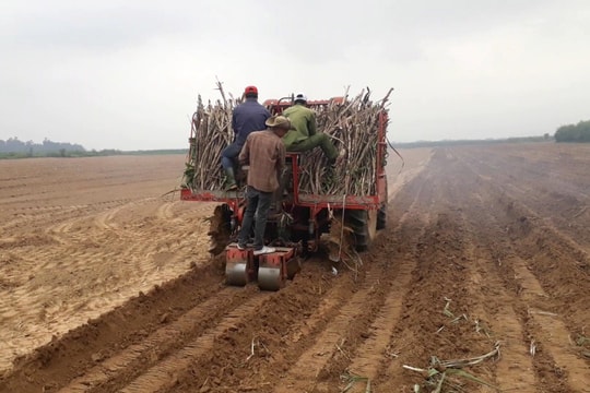 Công ty CP Mía đường Sông Con hoàn thành trồng mía vụ xuân