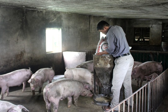 Tái đàn lợn sao cho hiệu quả sau dịch? 