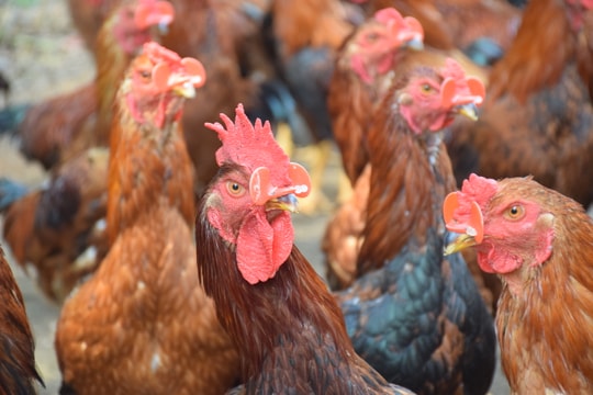 Xuất hiện ổ dịch cúm gia cầm A/H5N6 mới tại Nghệ An 