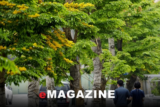 Mùa hoa qua nhanh như gió thoảng