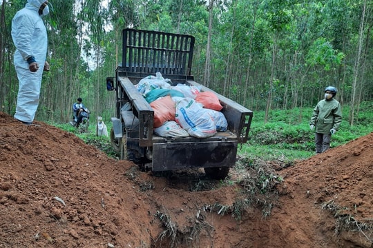 Tập trung dập ổ dịch cúm gia cầm A/H5N6 nguy hiểm tại thị xã Hoàng Mai