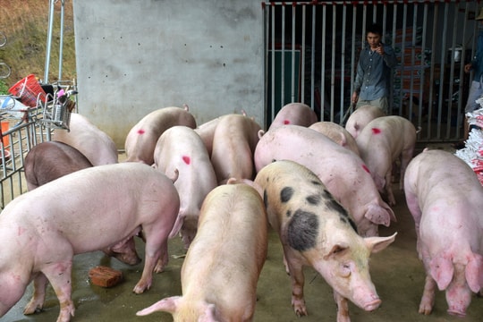 Các chủ trang trại ở Nghệ An nói gì khi giá thịt lợn vẫn chưa giảm? 