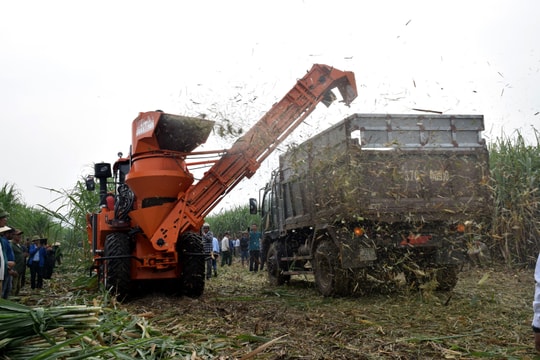 Công ty CP Mía đường Sông Con kết thúc vụ ép, sản lượng mía đạt 320 nghìn tấn