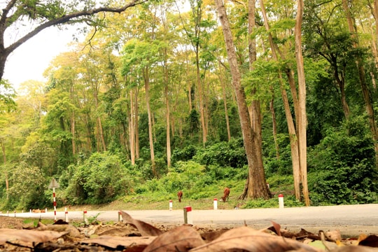 Vẻ đẹp thanh bình của miền Tây xứ Nghệ mùa cây thay lá