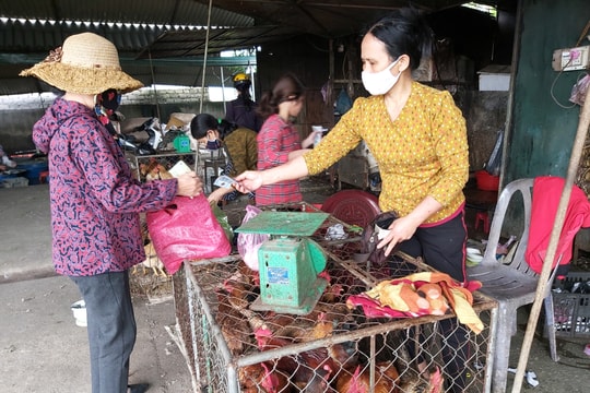 Nghệ An: Giá gà tại chuồng 'chạm đáy', siêu thị và chợ vẫn bán mức cao