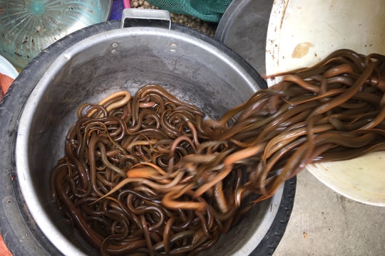 Bí quyết làm mồi nhử lươn đồng của những lão nông ở Nghệ An 