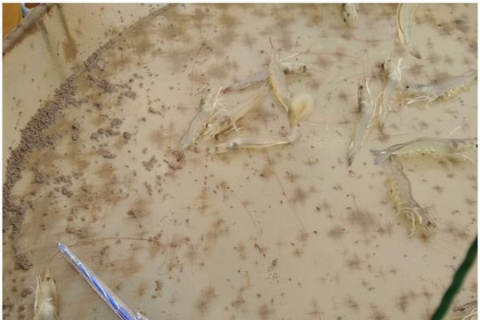 Nhiều hộ nuôi tôm ở Nghệ An mất trắng hàng trăm triệu do dịch bệnh đầu vụ 