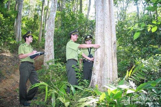 Nghệ An sẽ sáp nhập các hạt kiểm lâm trong quý 2 năm 2020