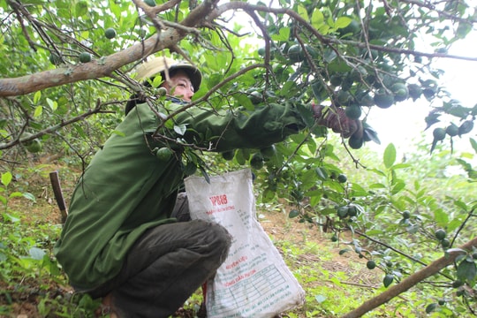 Chanh trái vụ ở miền núi Nghệ An được thương lái thu mua tận vườn