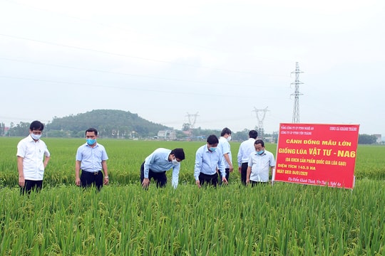 Thứ trưởng Bộ NN và PTNT kiểm tra sản xuất nông nghiệp tại Nghệ An 