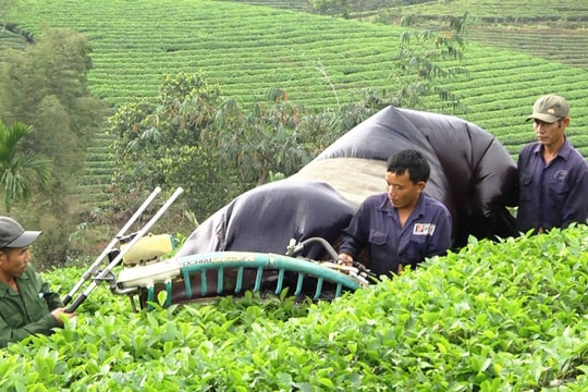 Vào chính vụ, giá chè ở Nghệ An giảm sâu do dịch Covid-19