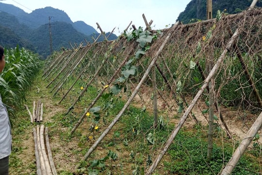 Kẻ xấu cắt hơn 130 gốc mướp của một thương binh ở Nghệ An