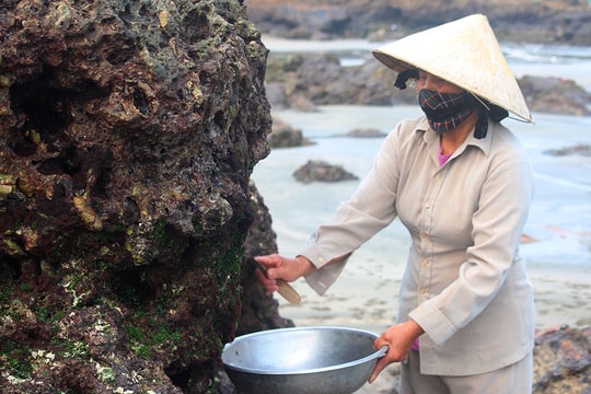 Lạ lùng nghề 'cạo đá lấy rau' kiếm nửa triệu đồng mỗi ngày ở Nghệ An