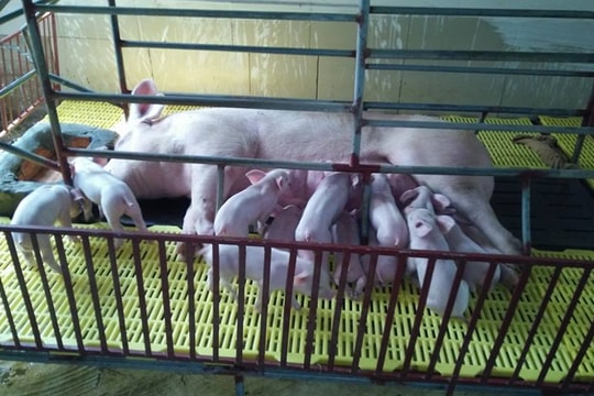 Lợn giống đắt gấp 2-3 lần, người chăn nuôi ở Nghệ An khó tái đàn